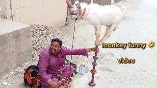 MONKEY Dance Bandar dance funny videorajabfamily [upl. by Khalil]