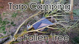 Tarp Camping in a Fallen Tree [upl. by Norven479]