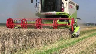 Trebbiatura Frumento 2014  Claas Lexion 630 e 530 [upl. by Sivaj353]