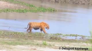 Burapahar male tiger kaziranga [upl. by Reid]