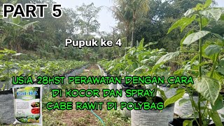 Pupuk minggu ke 4 usia 28HST Cabe Rawit ORI 212 di Polybag PART 5 [upl. by Foskett]