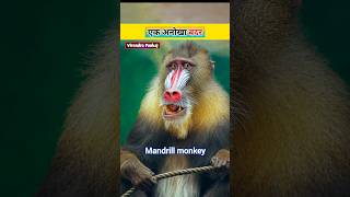 🐵 This Monkey Has Red And Blue Skin ॥ Mandrill Monkey 🐵 Colourful Monkey 🐵 Virendra Pankaj shorts [upl. by Jermaine]