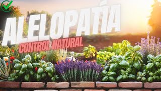 Descubre el Poder Oculto de la Alelopatía Cómo Proteger tu Huerto Naturalmente [upl. by Lichter]