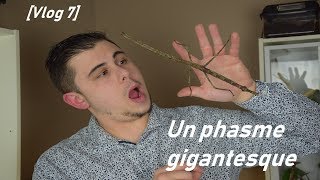 Vlog 7  Un phasme gigantesque [upl. by Aztiray]