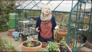 How to grow herbs  Grow at Home  Royal Horticultural Society [upl. by Pax451]