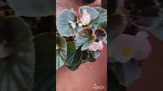 Begonia plant for sale begonia begonias plantnursery gardencenter garden gardenshop plant [upl. by Dripps28]