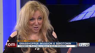 Serotonin may be driving Las Vegas grasshopper invasion [upl. by Donnie]