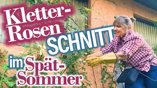 ROSEN verwelkte Blüten schneiden im Sommer  Kletterrosen schneiden  Triebe anbinden 🌞 [upl. by Britney]