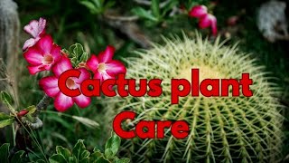 Cactus Plant care Jarif gardening [upl. by Eenobe]