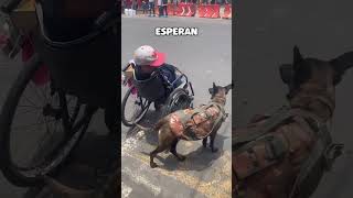 Perro ayuda su dueño en silla de ruedas [upl. by Ettegroeg]