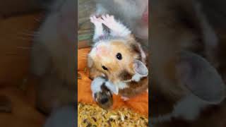 Cute little hamster babies for sale  comment for contact information  hamsters pets [upl. by Leviram]