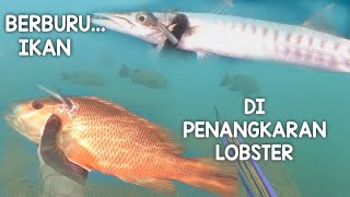 BERBURU IKAN DI PENANGKARAN LOBSTER BANYAK IKAN MONSTER BERKELIARAN [upl. by Plank671]