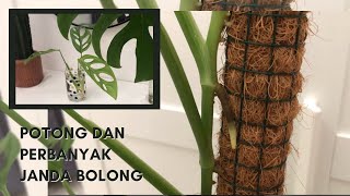 Cara Memotong Janda Bolong untuk Memperbanyak Anakan [upl. by Llerrac]