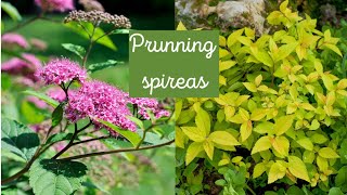 How to prune spirea bush in the spring  zone 4 Minnesota 🍀🌸 [upl. by Aneertak]