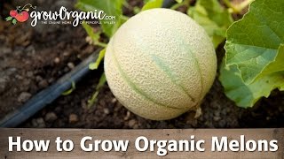 How To Grow Organic Melons [upl. by Novikoff]