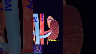 Urinary System short education [upl. by Itsrik997]