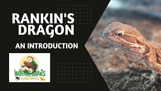 Rankins dragon  An Introduction  reptiles dragon lizard [upl. by Rheingold]