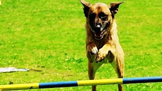 Agility Der Hundesport [upl. by Efal24]