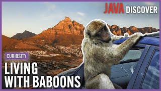 Living With Baboons The Town in South Africa Where Monkeys Rule  Dangerous Wildlife Documentary [upl. by Sklar]