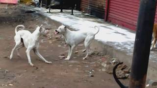 Rajapalayam dog aggressive to suppress Street dogs [upl. by Asseret]