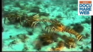 Documentario Jacques Cousteau La marcia delle aragoste  La grande avventura del mare [upl. by Notgnilra57]