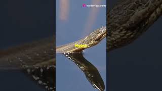 Florida Water Snake Fun Facts animals wildlifediversity venomoussnake wildlifeowners [upl. by Chicoine932]