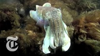 Cuttlefish Camouflage  The New York Times [upl. by Sirrep209]