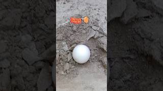 Egg hatching funny video 😁aseelmurgalover aseelmurga murga birds shorts viralvideo [upl. by Tnomel]