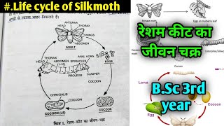 Life cycle of silk moth  रेशम कीट का जीवन  Life cycle of Silk worm  BSc 3rd year [upl. by Aibun]