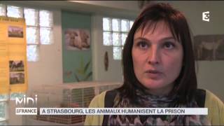 ANIMAUX  À Strasbourg les animaux humanisent la prison [upl. by Eiramalegna367]