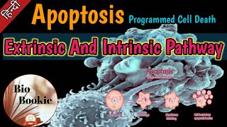 Apoptosis  Extrinsic And Intrinsic Pathway [upl. by Berliner]