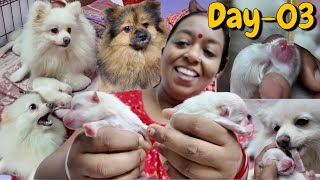 Day 3 of Pomeranian puppies  Milky Aj Khub Rege gechilo 😳  Bangla Vlog [upl. by Shaylyn164]