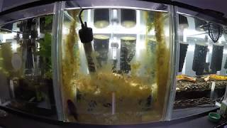 Common Bristlenose Catfish Clean Up in Action  Time Lapse [upl. by Ardaed]