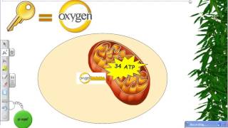 EOC Biology Review Video 4 PhotosynthesisCellular Respiration [upl. by Eserehc]