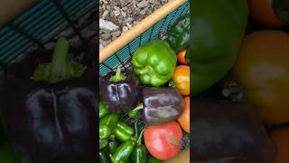 HARVEST WITH ME TOMATOES amp PEPPERS  August 14 2023  Connecticut Garden [upl. by Laks]