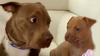 Who is this  FUNNIEST videos with Pitbull dogs 🐶 [upl. by Drofnats]