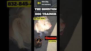 Cosmo THINKS HE IS TGE BOSSpet pets dog dogs dogsofinstagram houstondogtraining [upl. by Bedell527]