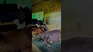 New mats for cow and buffalo  Farm work gor buffalo and cow newsong  punjabi song cow [upl. by Viking]