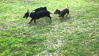 Dachshunds playing chase [upl. by Gomar]