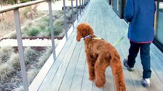 red standard poodle out for a walk [upl. by Ardnasirk]