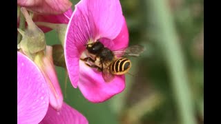 Lathyrusbij Megachile ericetorum vrouwtjes foeragerend op Lathryrus [upl. by Neemsay]