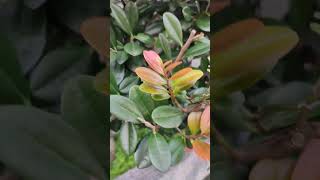 桃金孃科赤楠屬小葉赤楠葉 Syzygium buxifolium 茶樹 小葉赤楠Syzygium buxifolium GrassVID20240926063446 [upl. by Huesman]