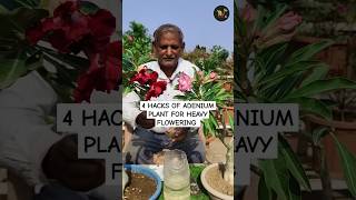 How to get heavy flowering in Adenium plant desertrose adenium adeniumhacks adeniumobesum [upl. by Gates]