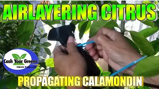 HOW TO PROPAGATE CALAMONDIN TREE  Airlayering Citrus Tree [upl. by Philan]