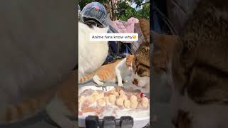 Feeding Stray Cats with a Hidden Camera cats cuteanimals straycats feeding hiddencamera funny [upl. by Krall593]