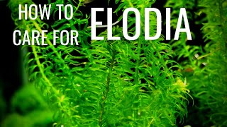 How To Care For And Propagate Elodia AKA Anacharis [upl. by Norahc558]