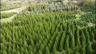 Christmas Tree Farm Aerial Shot [upl. by Joey]