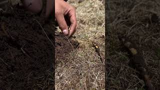 Digging fresh cordycepsfarming fungus [upl. by Baudin]