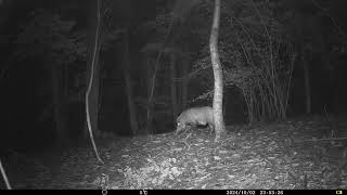 Wild boar Sus Scrofa at Woodland Clearing in Chestnut Forest  Alps Conifer and Mixed Forests [upl. by Anirbac]