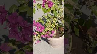 Bougainvillea two colour flower plant shots [upl. by Aicilyhp]